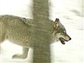 Earth Focus - Stop the Aerial Hunting of Wolves in Alaska