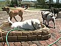 Dog park affected by tornado in  Oakland Park