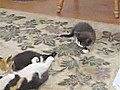 Kittens Scared By Rug