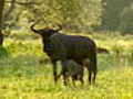 Wildebeest Crossing