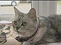 The loudest cat in the world?