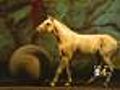Greg Moody Previews 'Cavalia'