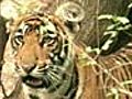 Corbett tiger: Man-eater or victim?