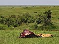 Maasai Mara National Reserve