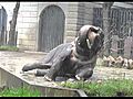 ズーラシアのゾウ解説 Asian Elephant Performanse in Yokohama Zoo