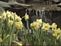 Annual flower show in Portland,  Maine