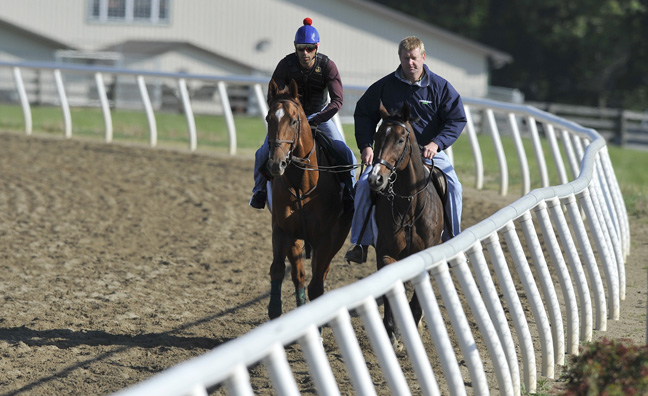 Derby winner Animal Kingdom works out