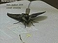 Cyborg Insects