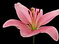 Time-lapse Of Opening Pink Lily 7 Isolated On Black Stock Footage