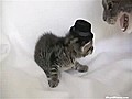 Speedo Hates Top Hats