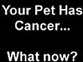 Treatments for dogs and cats with cancer