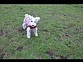 ミニチュアシュナウザー・サッカーボール / Miniature Schnauzer