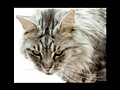 Mancoon Cat video