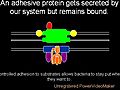 The Evolution of the Flagellum