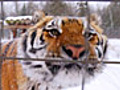 Snow Falling on Tigers