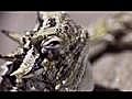 Nasty by Nature: Horned Lizard Blood Gun