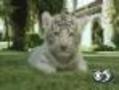 Siegfried & Roy Welcome New Tiger Cubs
