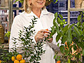 Citrus-Growing Tips from Martha’s Gardener