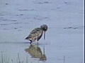 APERCU EN QUATRE SAISONS DE LA CAMARGUE