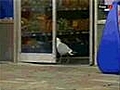 Funny Bird Robbing A Store