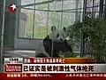 Du gaz tue un panda