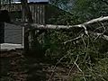 Campbellton: Trees came crashing down