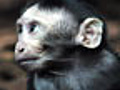 Study: Multiple Stab Wounds May Be Harmful To Monkeys