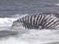 Web Extra: Whale Washes Ashore On Cape Cod