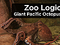 News: Giant Pacific Octopus