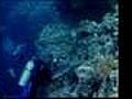 Coral bleaching forces Thai diving ban