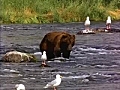 Grizzly Bear in Stream