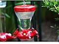 Attracting Birds - Types of Hummingbird Feeders