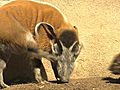 Red River Hog Babies