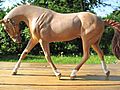 Semi-drastic Breyer horse for sale