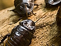 Cockroaches as Medicine