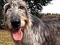 Dogs 101: Irish Wolfhound