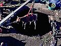 Uncut: Pregnant Cow Stuck In Well