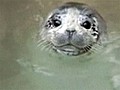 Spotted seal rescued by China fisherman
