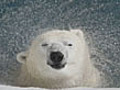 The plight of the polar bear