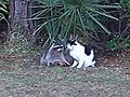 Cat and Raccoon Are Best Friends Forever!