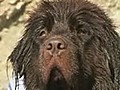 Canine lifeguards of French coast