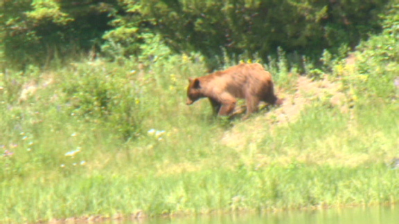 Grizzly fears in Yellowstone