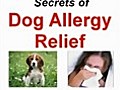 Secrets To Relief From Dog Allergies
