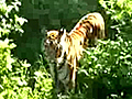 Ranthambore: Tigers in the wild