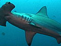 Animals: Can CITES Save Hammerhead Sharks?