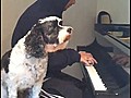 Dog Sings With Green Day Frontman