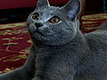 Cats 101: Chartreux