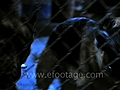 GUARD DOGS RUN TO FENCE - 1 - HD