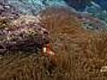 Clown Anemonefish