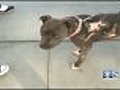 Pit Bull Honored For Saving Hayward Family From Fire